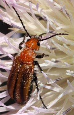 Nemognatha piazata by (c) Catherine C. Galley, some rights reserved (CC BY), uploaded by Catherine C. Galley. Used under a CC-BY license.