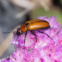 Nemognatha scutellaris by (c) Ken-ichi Ueda, some rights reserved (CC BY), uploaded by Ken-ichi Ueda. Used under a CC-BY license.