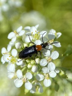 Nemognatha selanderi by (c) Kevin Floyd, some rights reserved (CC BY), uploaded by Kevin Floyd. Used under a CC-BY license.
