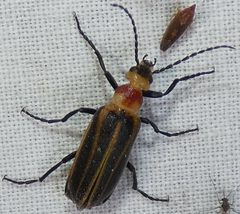 Pseudozonitis schaefferi by no rights reserved, uploaded by kcthetc1. Used under a CC0 license.