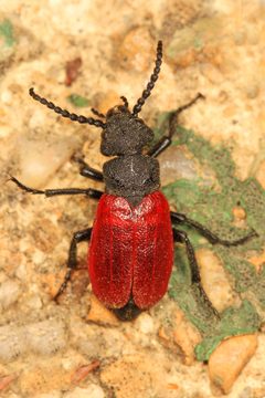 Tricrania sanguinipennis by (c) Judy Gallagher, some rights reserved (CC BY). Used under a CC-BY license.