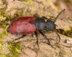 Tricrania sanguinipennis by (c) Christina Butler, some rights reserved (CC BY). Used under a CC-BY license.