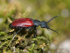 Tricrania sanguinipennis by (c) Matt Muir, some rights reserved (CC BY). Used under a CC-BY license.