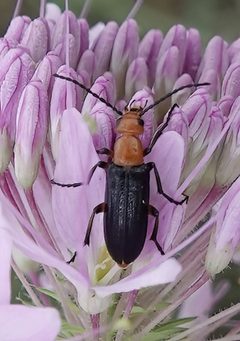 Zonitis atripennis by (c) Colin Croft, some rights reserved (CC BY), uploaded by Colin Croft. Used under a CC-BY license.
