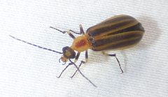 Pseudozonitis longicornis by no rights reserved, uploaded by kcthetc1. Used under a CC0 license.