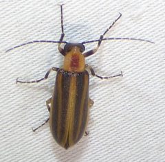Pseudozonitis longicornis by no rights reserved, uploaded by kcthetc1. Used under a CC0 license.