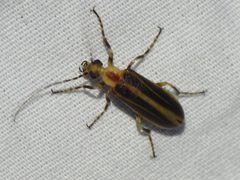 Pseudozonitis longicornis by (c) Sam Kieschnick, some rights reserved (CC BY), uploaded by Sam Kieschnick. Used under a CC-BY license.