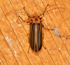 Pseudozonitis longicornis by (c) Laura Gaudette, some rights reserved (CC BY), uploaded by Laura Gaudette. Used under a CC-BY license.
