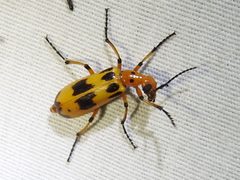 Pyrota fasciata by (c) Sam Kieschnick, some rights reserved (CC BY), uploaded by Sam Kieschnick. Used under a CC-BY license.
