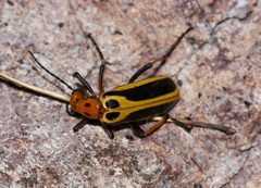 Pyrota trochanterica by (c) Andrew Meeds, some rights reserved (CC BY), uploaded by Andrew Meeds. Used under a CC-BY license.