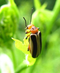 Zonitis bilineata by (c) christine123, some rights reserved (CC BY), uploaded by christine123. Used under a CC-BY license.
