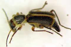 Attalus cinctus by (c) Jason Eckberg, some rights reserved (CC BY), uploaded by Jason Eckberg. Used under a CC-BY license.