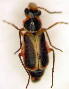 Attalus cinctus by (c) Jason Eckberg, some rights reserved (CC BY), uploaded by Jason Eckberg. Used under a CC-BY license.