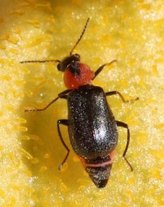 Attalus nigripes by (c) Catherine C. Galley, some rights reserved (CC BY), uploaded by Catherine C. Galley. Used under a CC-BY license.