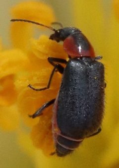 Attalus nigripes by (c) Catherine C. Galley, some rights reserved (CC BY), uploaded by Catherine C. Galley. Used under a CC-BY license.