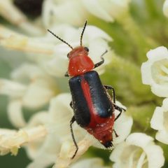 Attalus rufiventris by (c) Russell Pfau, some rights reserved (CC BY), uploaded by Russell Pfau. Used under a CC-BY license.