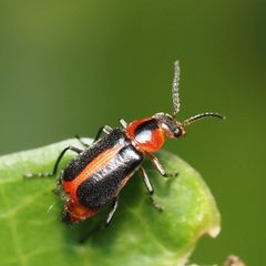 Attalus rufiventris by (c) Russell Pfau, some rights reserved (CC BY), uploaded by Russell Pfau. Used under a CC-BY license.