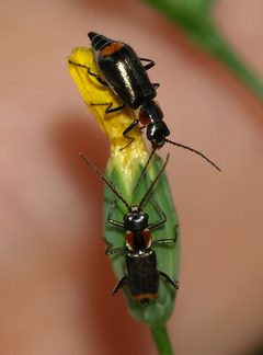 Axinotarsus pulicarius by (c) portioid, some rights reserved (CC BY), uploaded by portioid. Used under a CC-BY license.