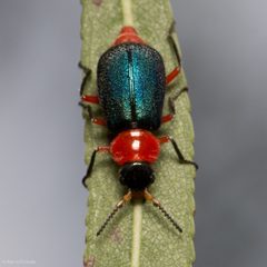 Collops grandis by (c) Ken-ichi Ueda, some rights reserved (CC BY), uploaded by Ken-ichi Ueda. Used under a CC-BY license.