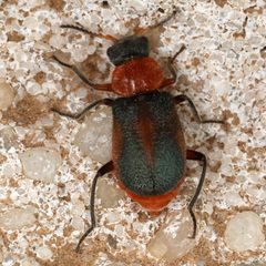Collops granellus by (c) Catherine C. Galley, some rights reserved (CC BY), uploaded by Catherine C. Galley. Used under a CC-BY license.