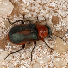 Collops granellus by (c) Catherine C. Galley, some rights reserved (CC BY), uploaded by Catherine C. Galley. Used under a CC-BY license.