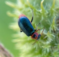 Collops nigriceps by (c) David LaMagna, some rights reserved (CC BY), uploaded by David LaMagna. Used under a CC-BY license.