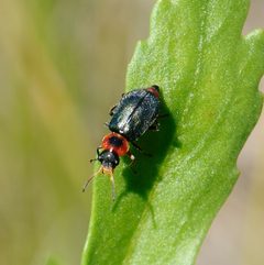 Collops nigriceps by (c) Zihao Wang, some rights reserved (CC BY), uploaded by Zihao Wang. Used under a CC-BY license.