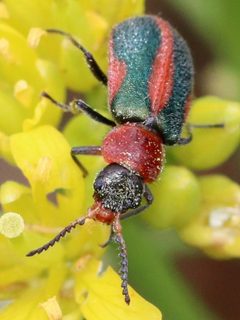 Collops vittatus by (c) Catherine C. Galley, some rights reserved (CC BY), uploaded by Catherine C. Galley. Used under a CC-BY license.