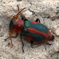 Collops vittatus by (c) Catherine C. Galley, some rights reserved (CC BY), uploaded by Catherine C. Galley. Used under a CC-BY license.
