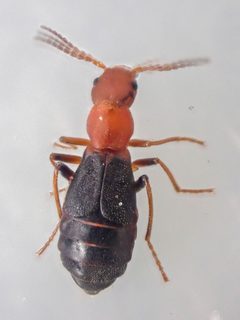 Endeodes basalis by (c) Trevor Van Loon, some rights reserved (CC BY), uploaded by Trevor Van Loon. Used under a CC-BY license.