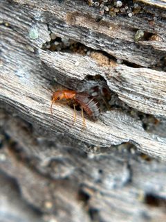 Endeodes basalis by no rights reserved, uploaded by Alex Heyman. Used under a CC0 license.