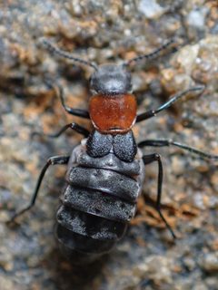Endeodes collaris by (c) Trevor Van Loon, some rights reserved (CC BY), uploaded by Trevor Van Loon. Used under a CC-BY license.