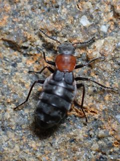 Endeodes collaris by (c) Trevor Van Loon, some rights reserved (CC BY), uploaded by Trevor Van Loon. Used under a CC-BY license.