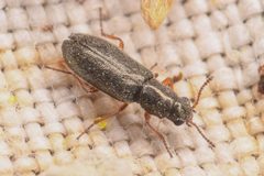 Eschatocrepis constrictus by (c) Trevor Van Loon, some rights reserved (CC BY), uploaded by Trevor Van Loon. Used under a CC-BY license.
