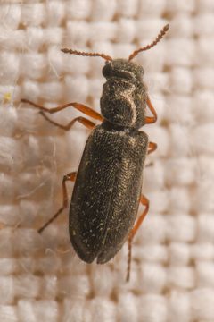 Eschatocrepis constrictus by (c) Trevor Van Loon, some rights reserved (CC BY), uploaded by Trevor Van Loon. Used under a CC-BY license.