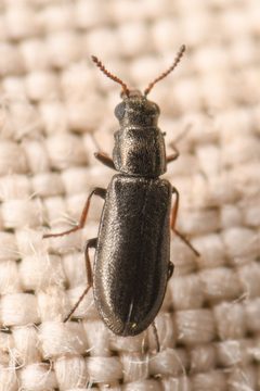 Eschatocrepis constrictus by (c) Trevor Van Loon, some rights reserved (CC BY), uploaded by Trevor Van Loon. Used under a CC-BY license.