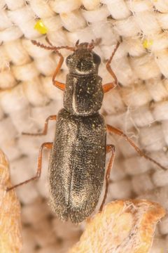 Eschatocrepis by (c) Trevor Van Loon, some rights reserved (CC BY), uploaded by Trevor Van Loon. Used under a CC-BY license.