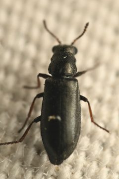 Eschatocrepis by (c) Trevor Van Loon, some rights reserved (CC BY), uploaded by Trevor Van Loon. Used under a CC-BY license.