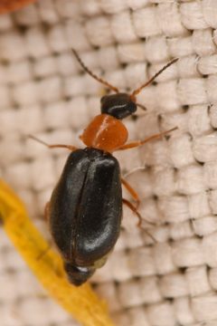 Hypebaeus bicolor by (c) Trevor Van Loon, some rights reserved (CC BY), uploaded by Trevor Van Loon. Used under a CC-BY license.