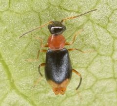 Hypebaeus bicolor by (c) skitterbug, some rights reserved (CC BY), uploaded by skitterbug. Used under a CC-BY license.