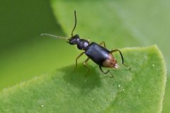 Hypebaeus oblitus by (c) Bill Keim, some rights reserved (CC BY). Used under a CC-BY license.