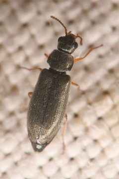 Listrimorpha pallipes by (c) Trevor Van Loon, some rights reserved (CC BY), uploaded by Trevor Van Loon. Used under a CC-BY license.