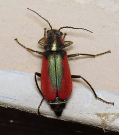 Malachius aeneus by (c) Nick Block, some rights reserved (CC BY), uploaded by Nick Block. Used under a CC-BY license.