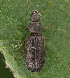 Melyrodes cribrata by (c) skitterbug, some rights reserved (CC BY), uploaded by skitterbug. Used under a CC-BY license.