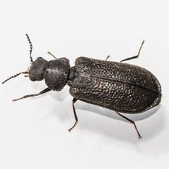 Melyrodes cribrata by (c) Bill Keim, some rights reserved (CC BY). Used under a CC-BY license.