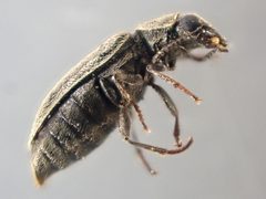 Trichochrous sinuosus by (c) Trevor Van Loon, some rights reserved (CC BY), uploaded by Trevor Van Loon. Used under a CC-BY license.