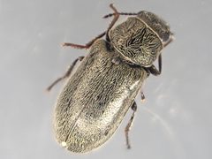 Trichochrous sinuosus by (c) Trevor Van Loon, some rights reserved (CC BY), uploaded by Trevor Van Loon. Used under a CC-BY license.
