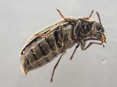 Trichochrous sinuosus by (c) Trevor Van Loon, some rights reserved (CC BY), uploaded by Trevor Van Loon. Used under a CC-BY license.