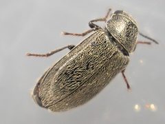 Trichochrous sinuosus by (c) Trevor Van Loon, some rights reserved (CC BY), uploaded by Trevor Van Loon. Used under a CC-BY license.