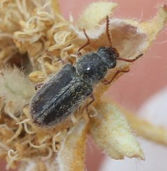 Trichochrous varius by (c) Even Dankowicz, some rights reserved (CC BY), uploaded by Even Dankowicz. Used under a CC-BY license.